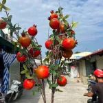 Cành lựu giả 7 trái mọng đỏ cắm bình trang trí