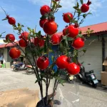 Cành lựu giả 7 trái mọng đỏ cắm bình trang trí
