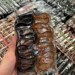 Nơi lấy sỉ lố 12 Kẹp Càng Cua 3 Răng 2 Màu Nâu Và Đen