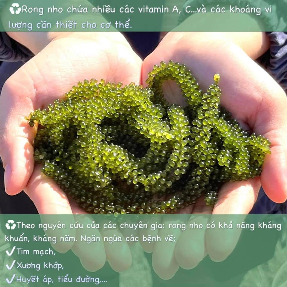 Hướng dẫn sử dụng rong tươi tách nước NAMISO